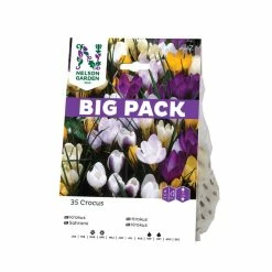 NELSON GARDEN Høstløk Krokus Mix