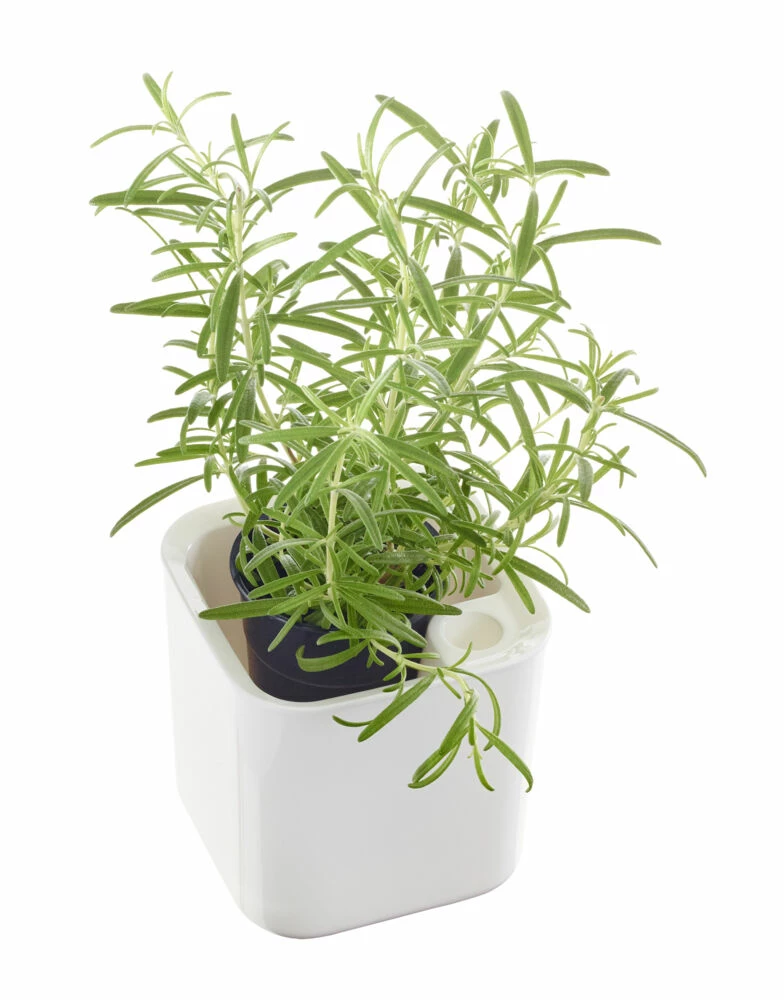 ORTHEX Eden Urtepotte, 12 Cm 1 ORTHEX Eden Urtepotte, 12 Cm