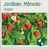 Odle Frø Månedsjordbær Rügen