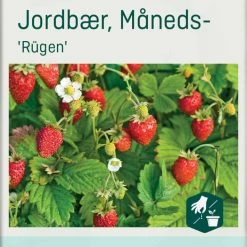 Odle Frø Månedsjordbær Rügen