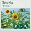Frø Odle Solsikke Gul