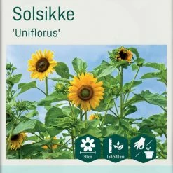 Frø Odle Solsikke Gul