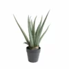 NORDIC DECO Aloe Vera I Potte
