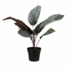 NORD Calathea Plante