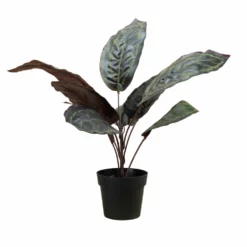 NORD Calathea Plante