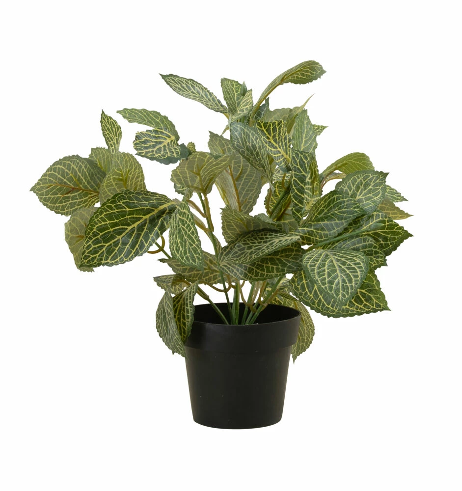 NORD Fittonia I Potte 1 NORD Fittonia I Potte