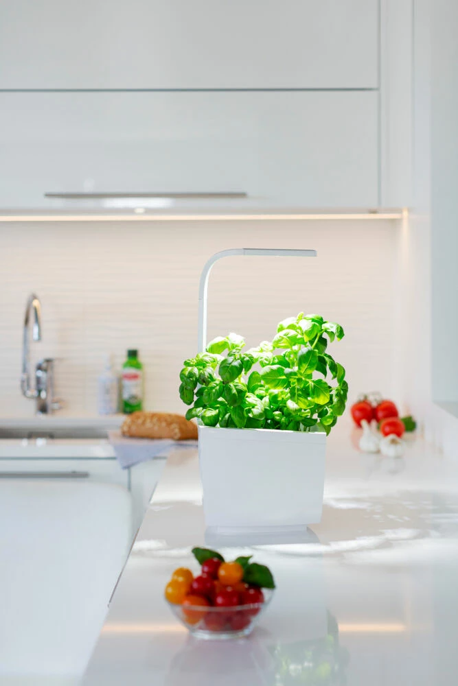 Tregren Kjøkkenhage/minidrivhus T3, Hvit 4 Tregren Kjøkkenhage/minidrivhus T3, Hvit - Bilde 4