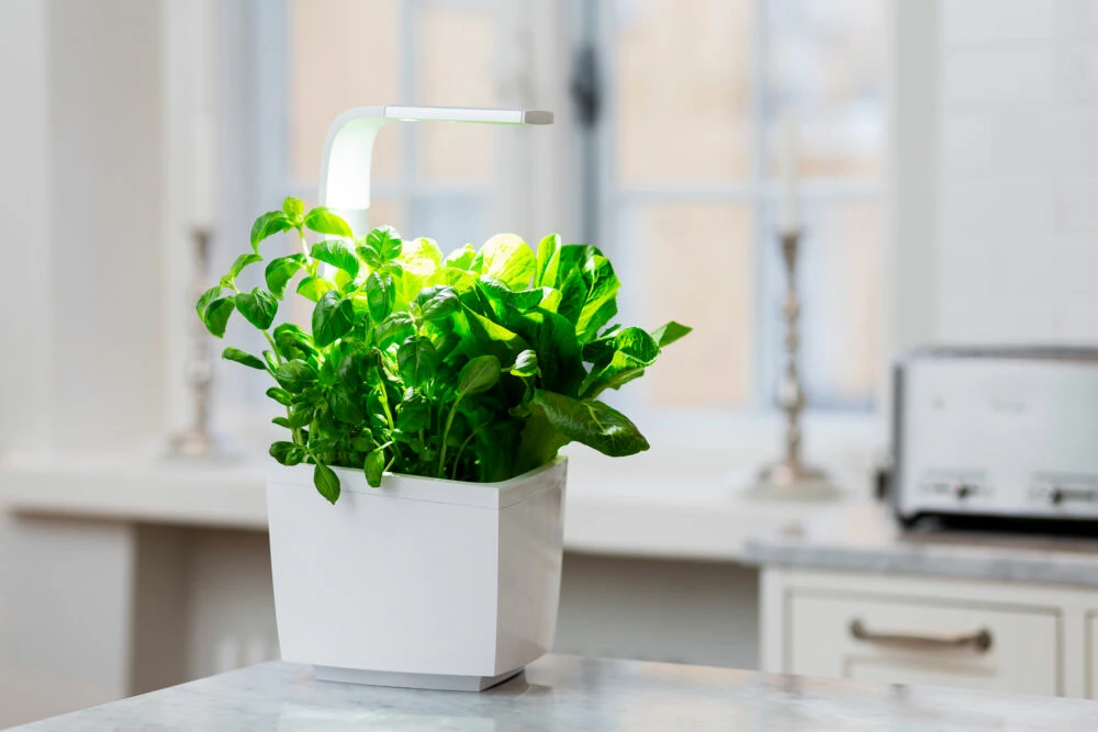 Tregren Kjøkkenhage/minidrivhus T3, Hvit 3 Tregren Kjøkkenhage/minidrivhus T3, Hvit - Bilde 3