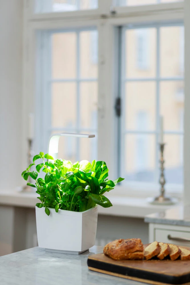 Tregren Kjøkkenhage/minidrivhus T3, Hvit 2 Tregren Kjøkkenhage/minidrivhus T3, Hvit - Bilde 2