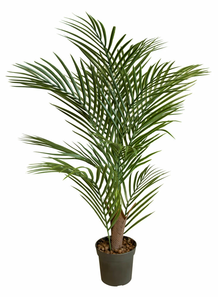 NORD Pilar Palme 1 NORD Pilar Palme