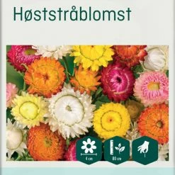 Odle Frøpose Høststråblomst