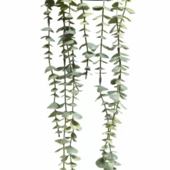 NORD Eucalyptus Hengeplante